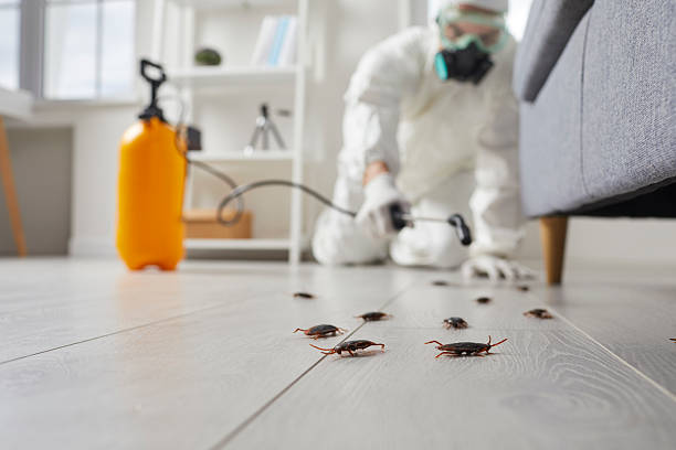 Commercial Rodent Management in Rossmoor